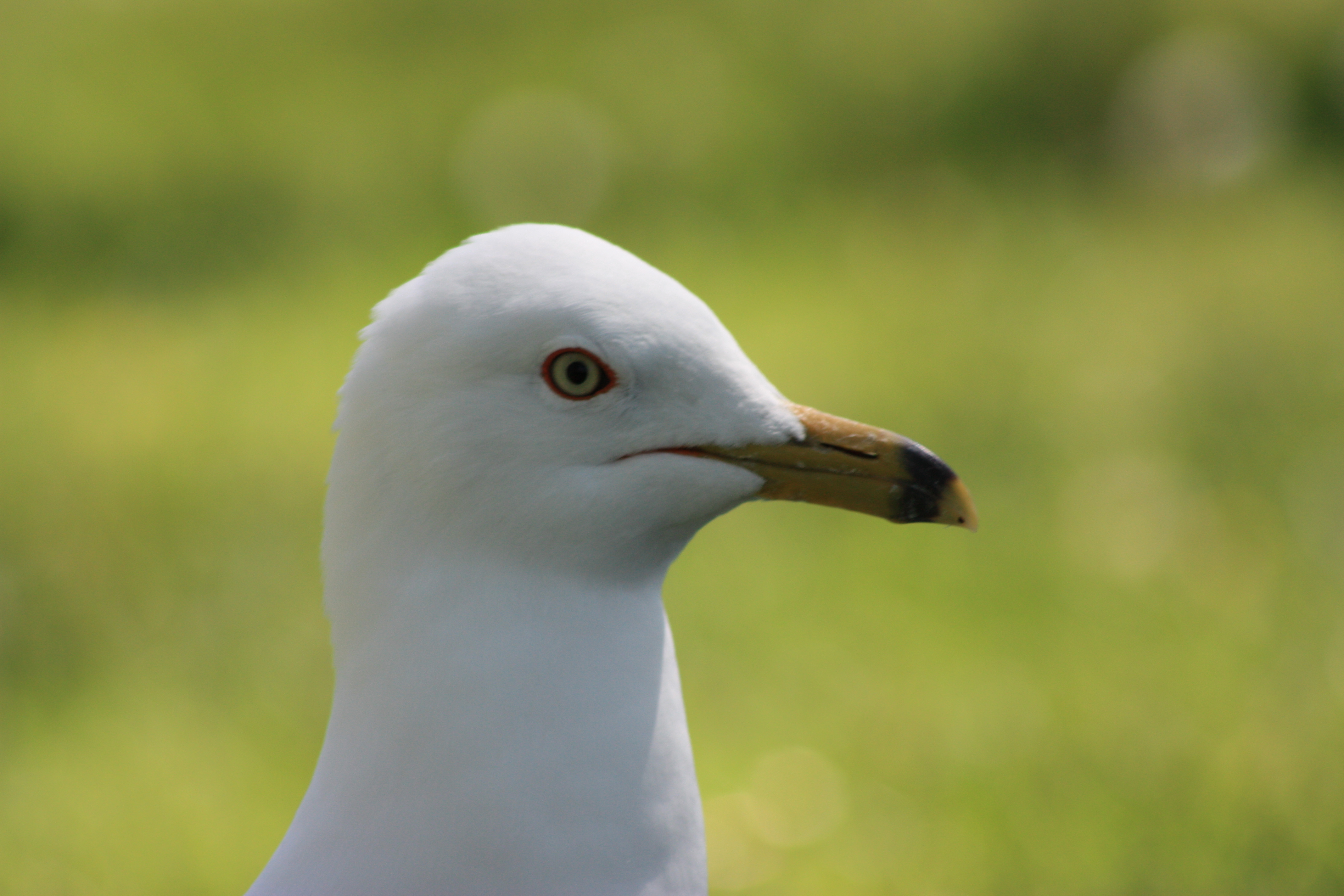 seagull